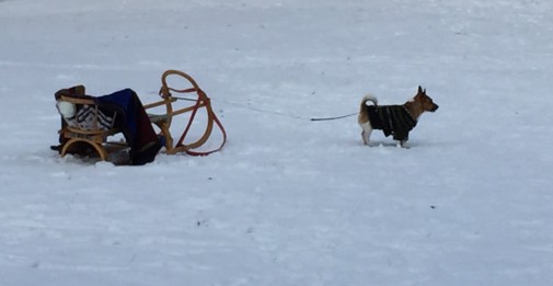 MiniHusky